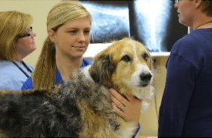 Oakley Square Animal Hospital