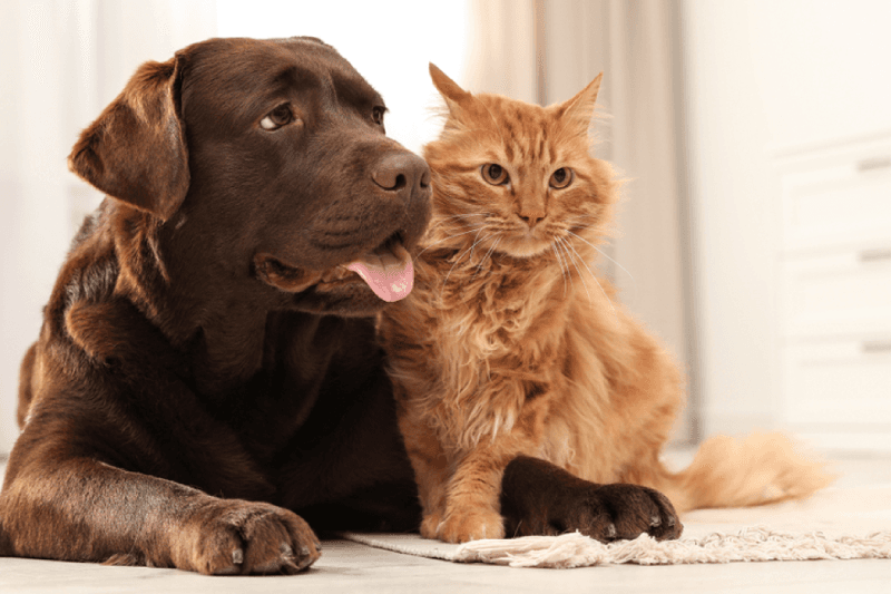 Veterinary Wellness Center of New Haven
