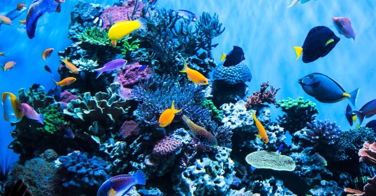OCD Reefs