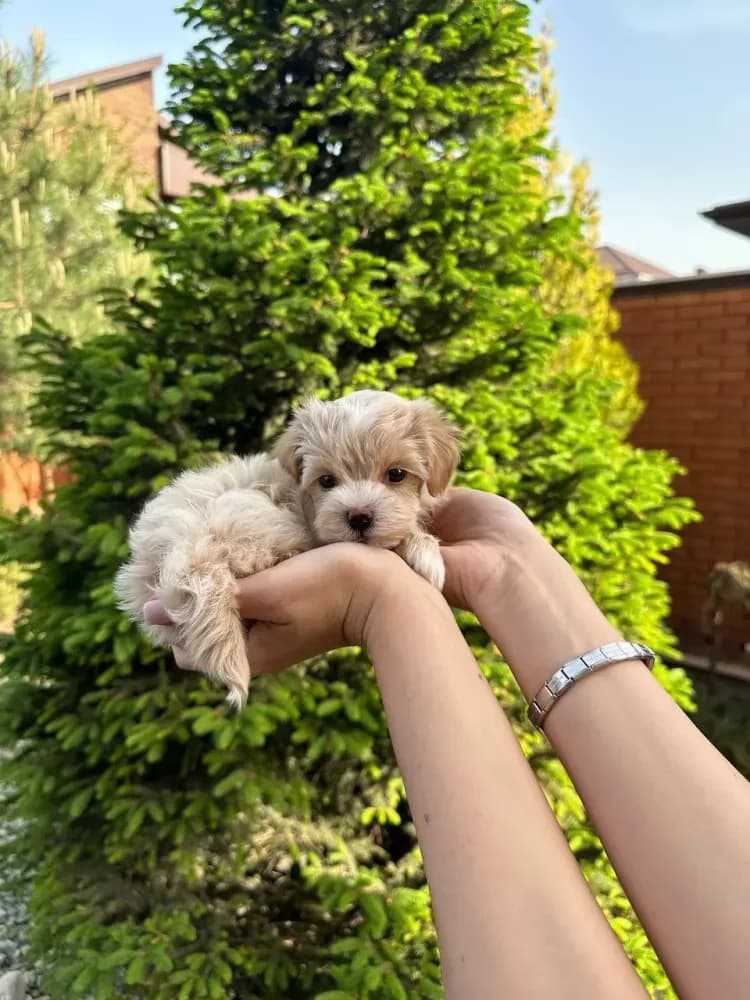 Buy Female Maltipoo Puppy in Smithfield, NC | #671956