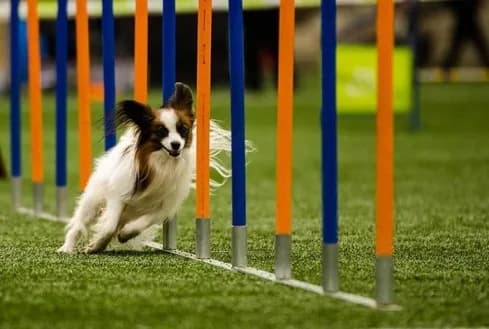 Effective Pet Guidance in Secunderabad