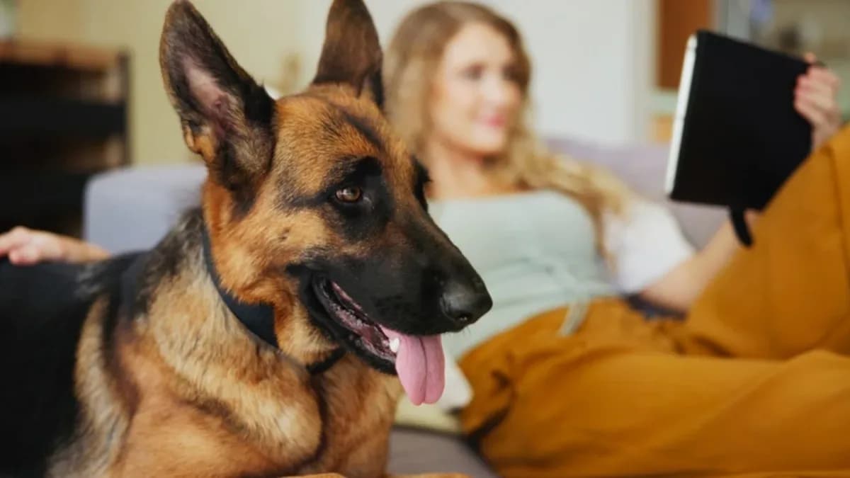 Discover Loyal Companions with Trained German Shepherd Protection Dogs