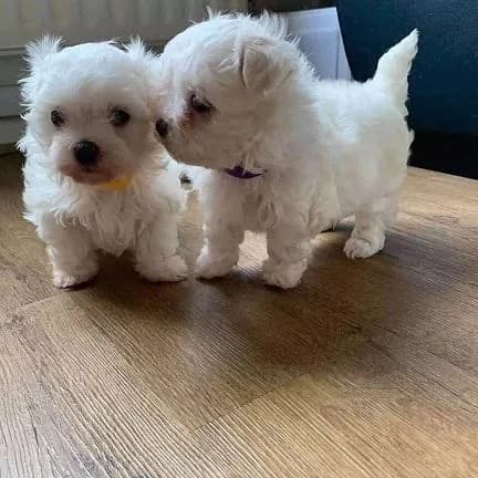 Adorable outstanding Maltese puppies