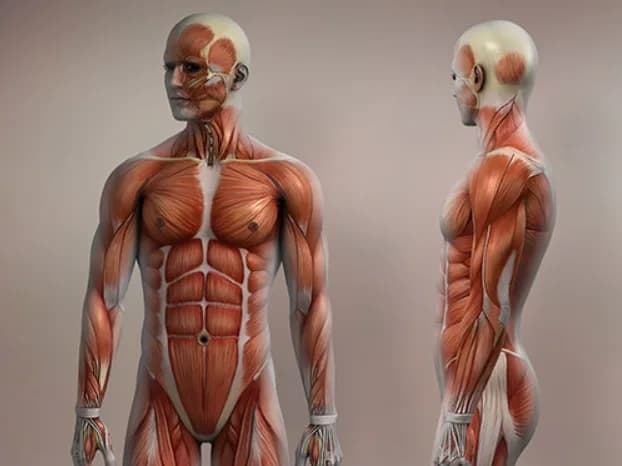Accredited Musculoskeletal Sonography Course in NYC – Enroll Today