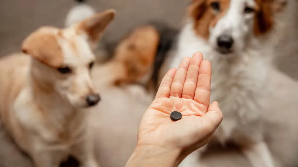 Activated Charcoal Capsules for Dogs