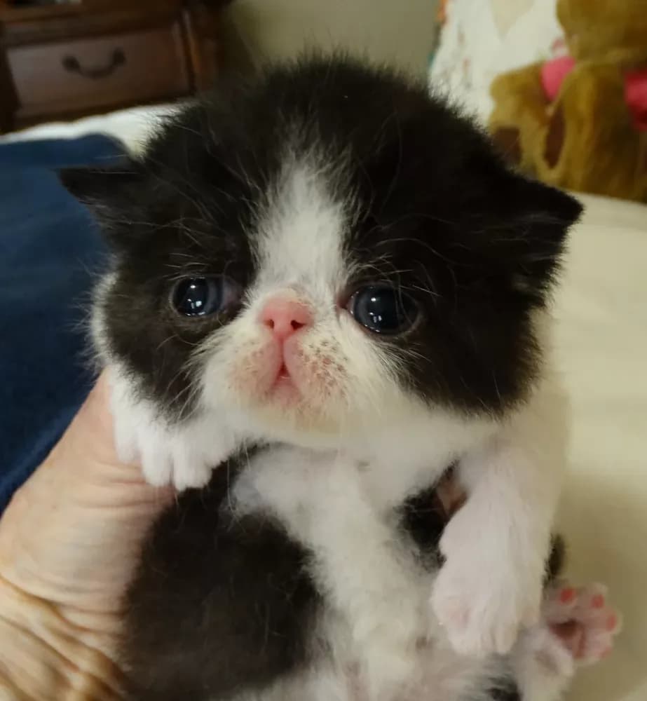 Buy Exotic Shorthair Kitten in Springdale, AR | #655342