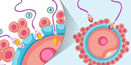 Trusted Oligospermia Treatment in Delhi | Fertylity IVF