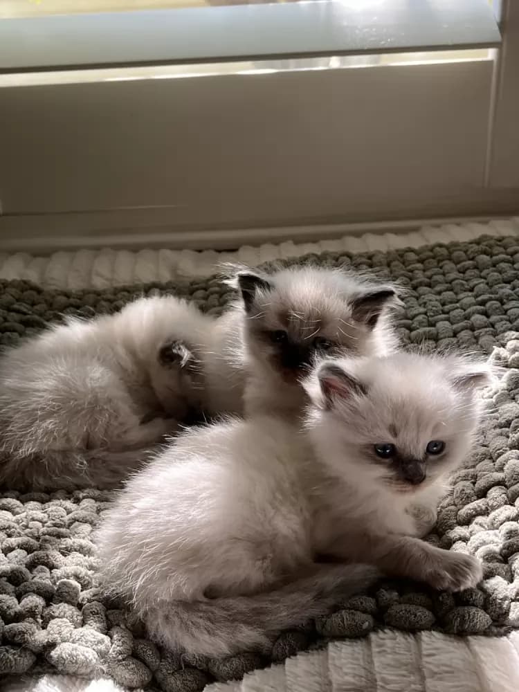 Buy Female Himalayan Kitten in Orange County, CA | #672134