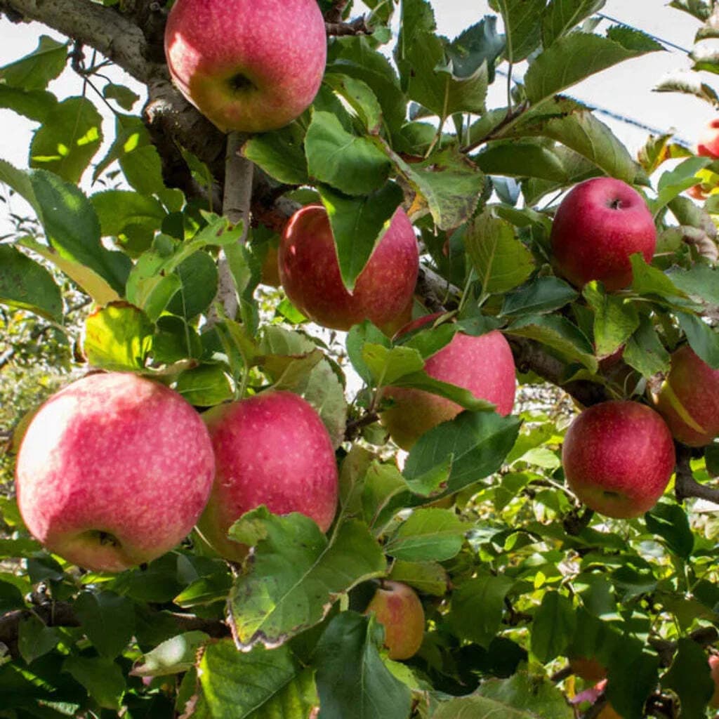 Pink Lady Apple Tree & Delicious Fruit Trees for Home Gardens