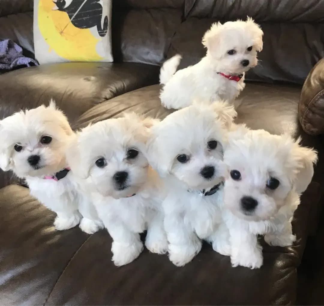  Two Top Class Maltese Puppies Available