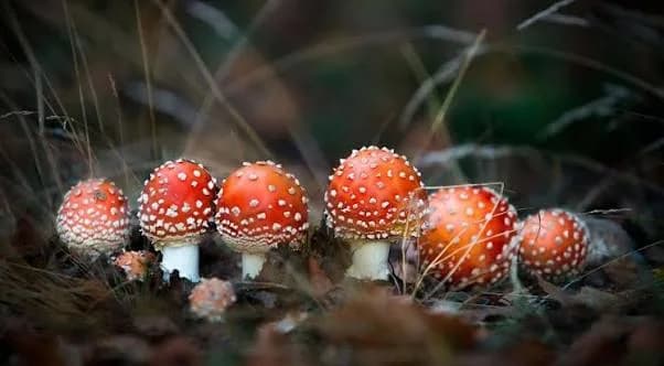 Buy  mushrooms online