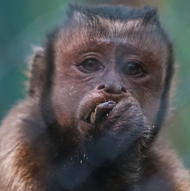 CHARLY-BLACK-FACED CAPUCHIN Baby