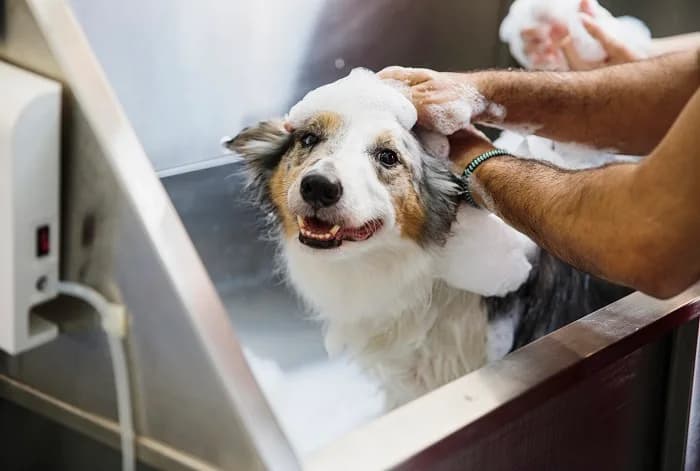 Soothe Your Dog With Calming Massages In Secunderabad