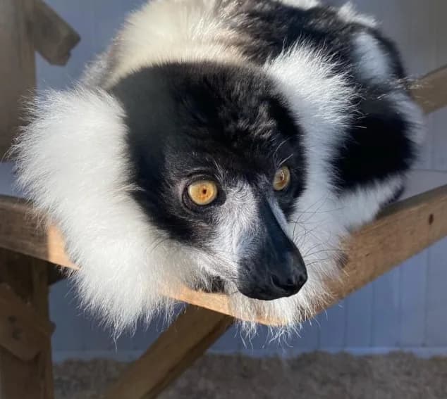 Black & White Ruffed Lemur Male