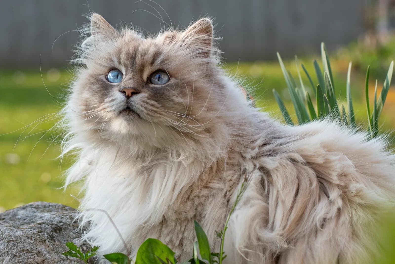 30% Off Halloween Sale on Cat Supplies | DiscountPetMart