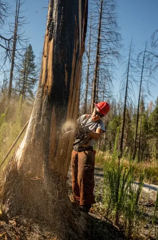 Perrysburg Tree Service | Tree Removal, Trimming & Stump Grinding