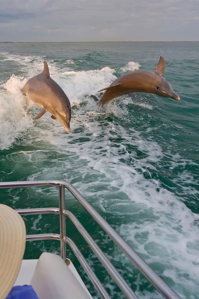 Swimming with dolphins Mauritius