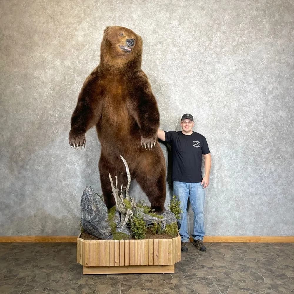 Brown Bear Life-size Taxidermy Mount For Sale