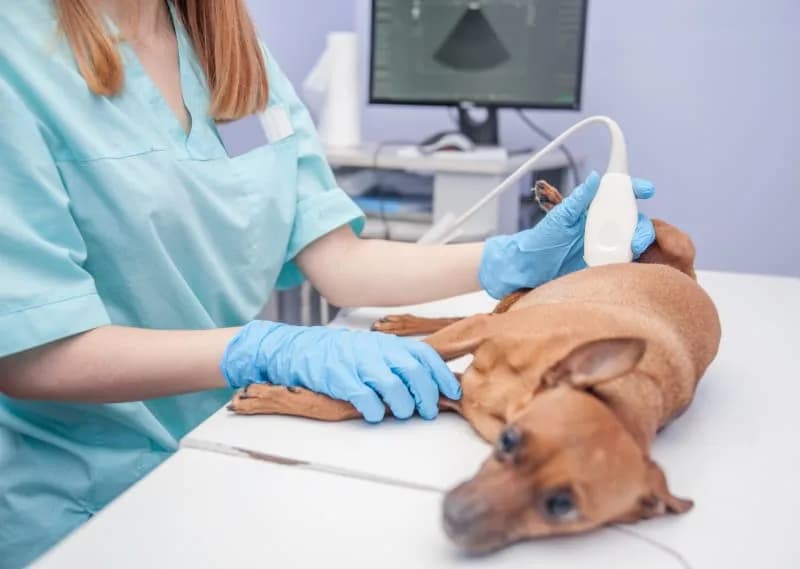 Pet Emergencies Hospital – Fast, Compassionate Care When Every Second Counts