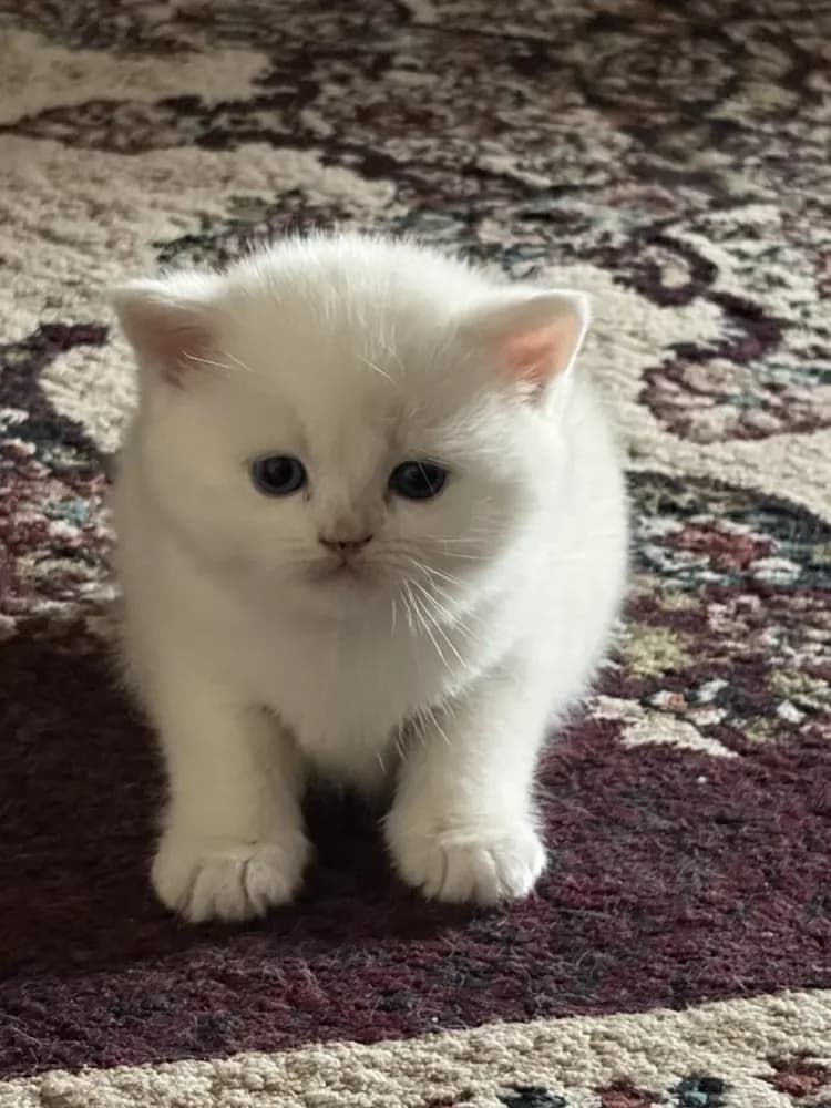 Buy Male British Shorthair Kitten in Brooklyn, NY | #672276