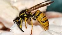 Bee Control Sydney for Professional and Reliable Pest Solutions
