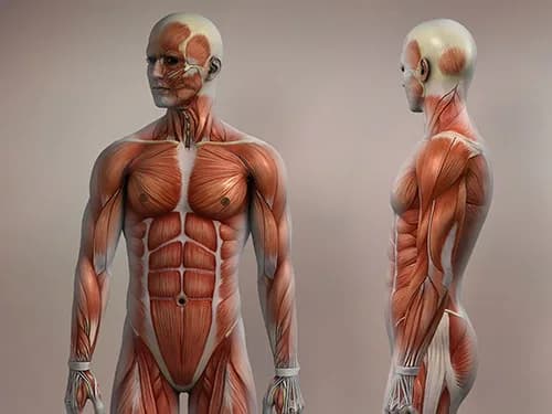 Accredited Musculoskeletal Sonography Course in NYC