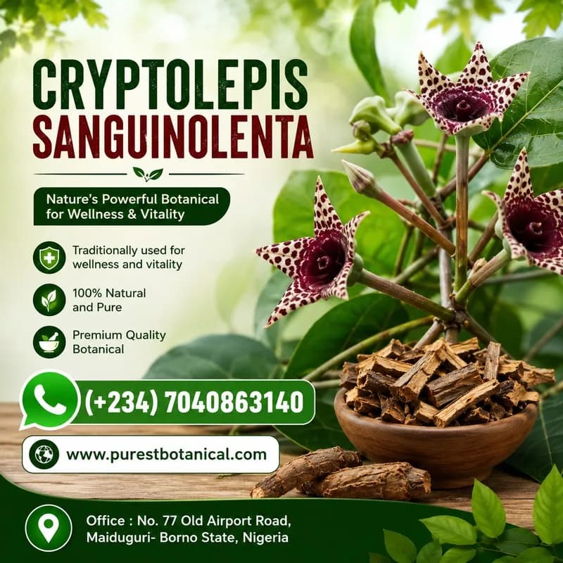 Buy Cryptolepis Sanguinolenta Online | Premium Herbal Quality