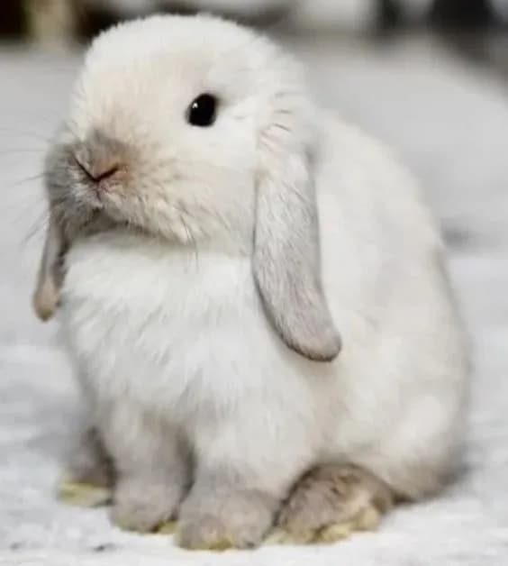 Snow Bunnies for Sale