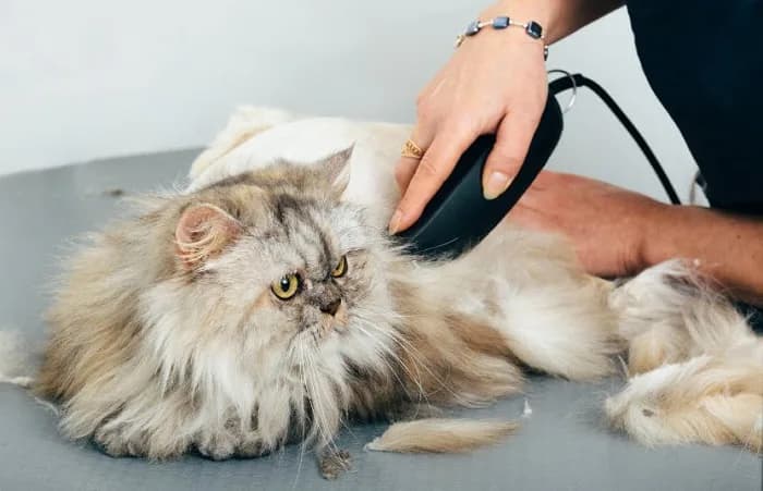Calm Feline Grooming in Secunderabad for Cleaner Coats