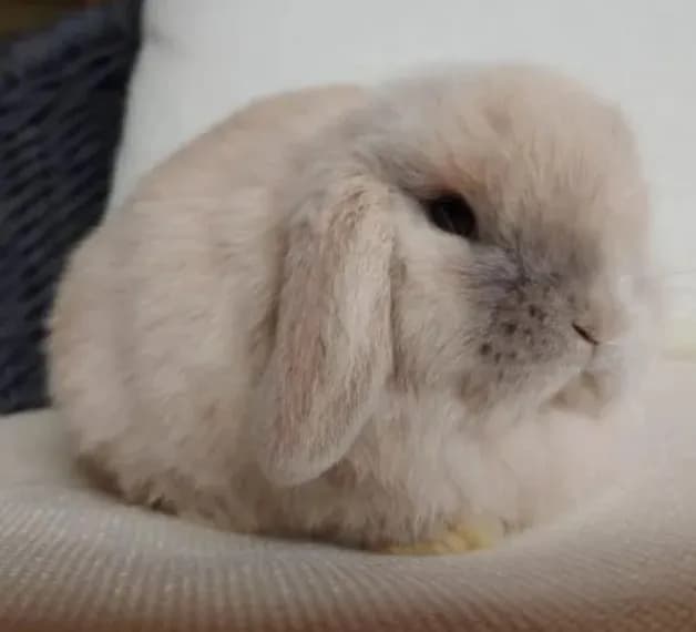  Cloud Bunnies for Sale