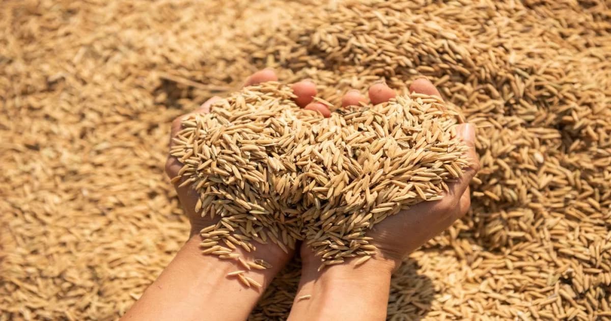 Dhan Mandi Bhav Aaj Ka | Daily Paddy Market Rates Across All Mandis
