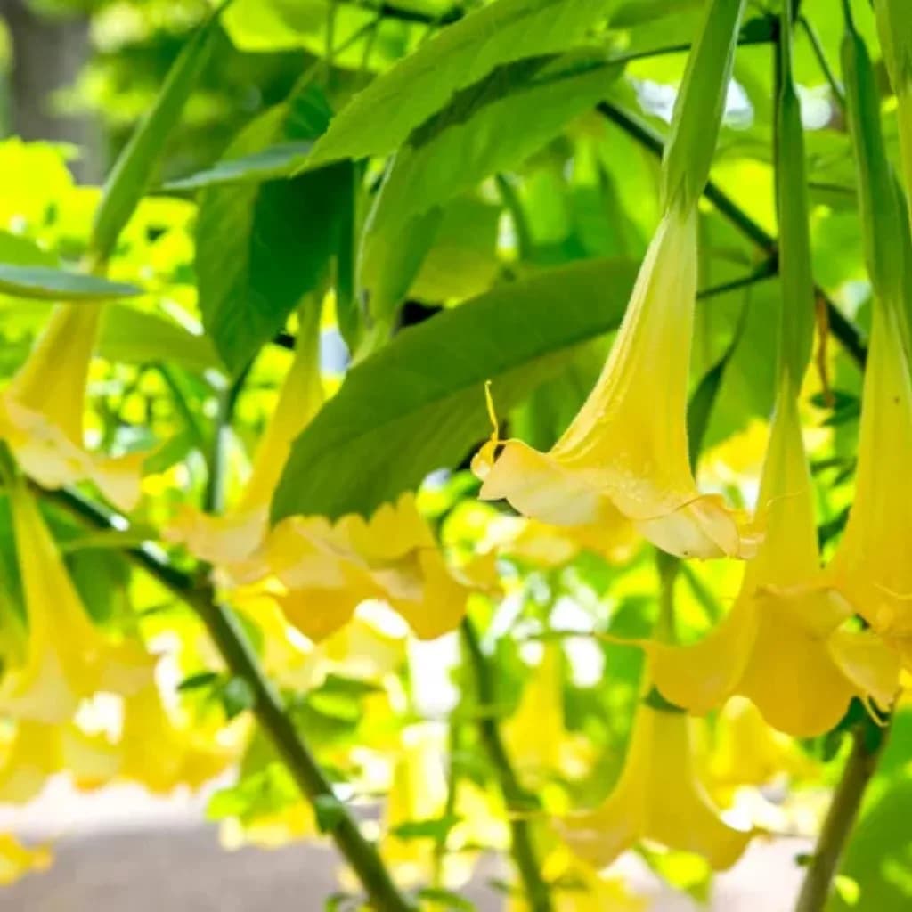Angel Trumpet Plants – Beautiful Low Maintenance Plants for Every Garden