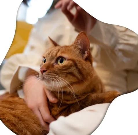 Cat Sitter West Hollywood for Your Feline Friend | West Coast Paws	