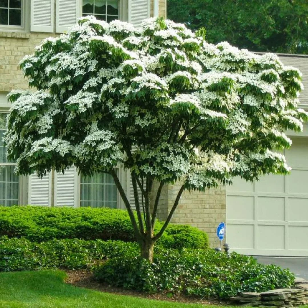 Kousa Dogwood Tree with Beautiful White Flowers for Every Landscape