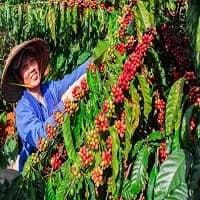 Best Decaf Coffee Bean Expert Picks