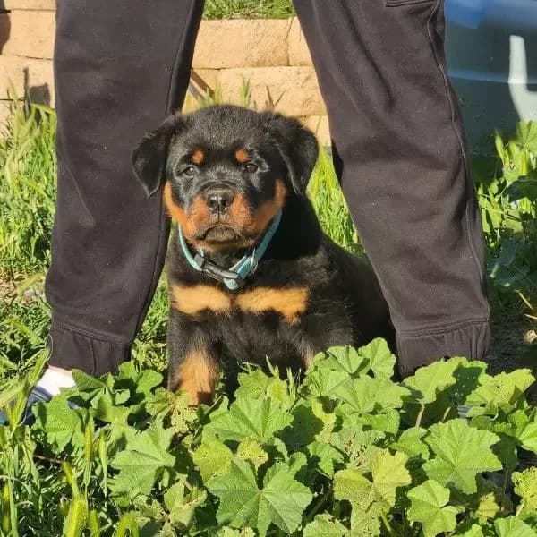 Buy Male Rottweiler Puppy in Riverside, CA | #667267