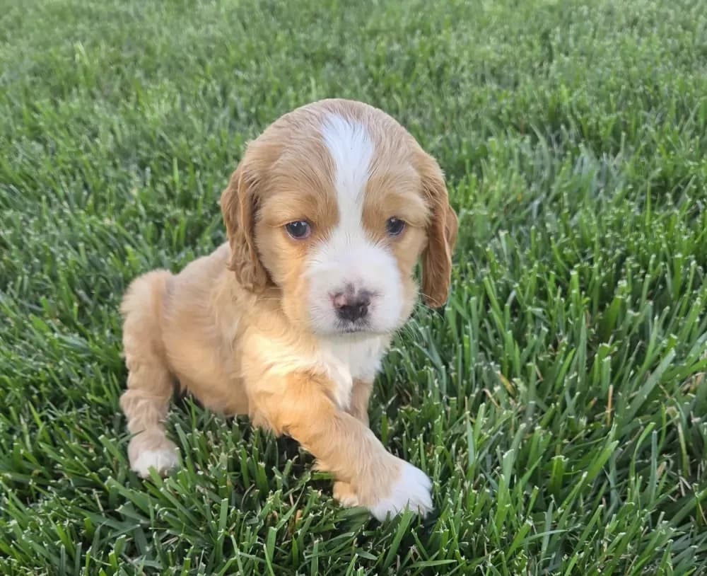Buy Male American Cocker Spaniel Puppy in Artois, CA | #672386