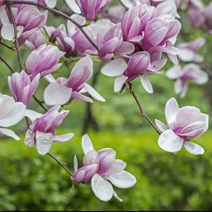 Magnolia Trees for Fragrant and Beautiful Gardens