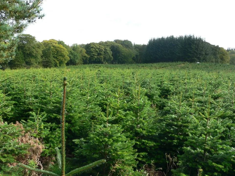 Wholesale Sustainable Christmas Trees UK
