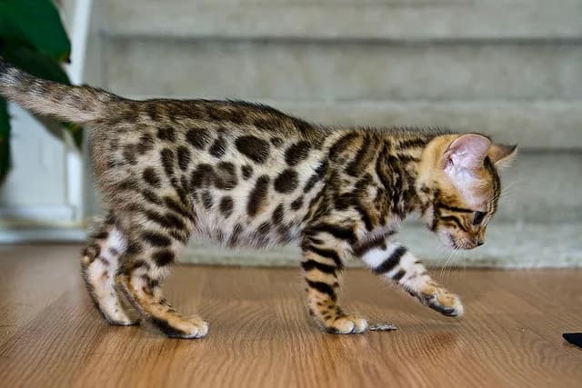 Bengal Kittens for Sale .