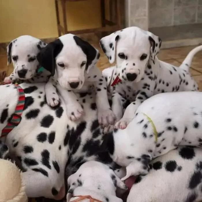 Great dane Puppies Available