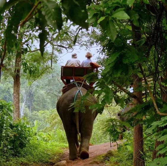 Plan Your Jim Corbett Trip Better With Smarter Booking Choices