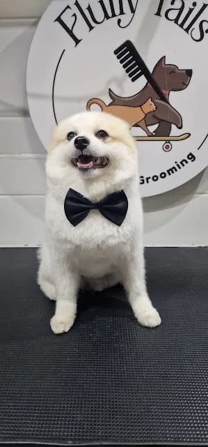 Fluffy Tails – Premium Mobile Pet Grooming in Doha, Qatar