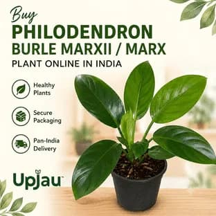 Philodendron Burle Marxii / Burle Marx Plant At ₹89 | Upjau