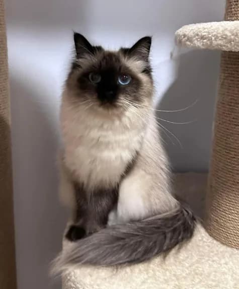 About Dakota – Best Siberian Kitten Breeders