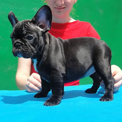 Cute French Bulldog puppies for adoption .