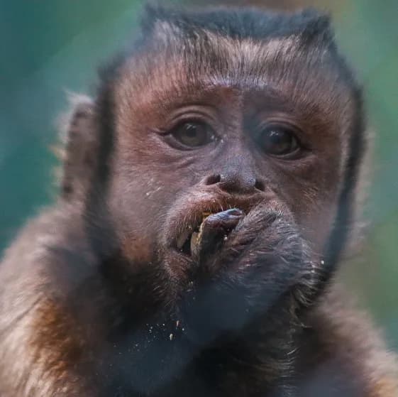 CHARLY BLACK FACED CAPUCHIN Baby