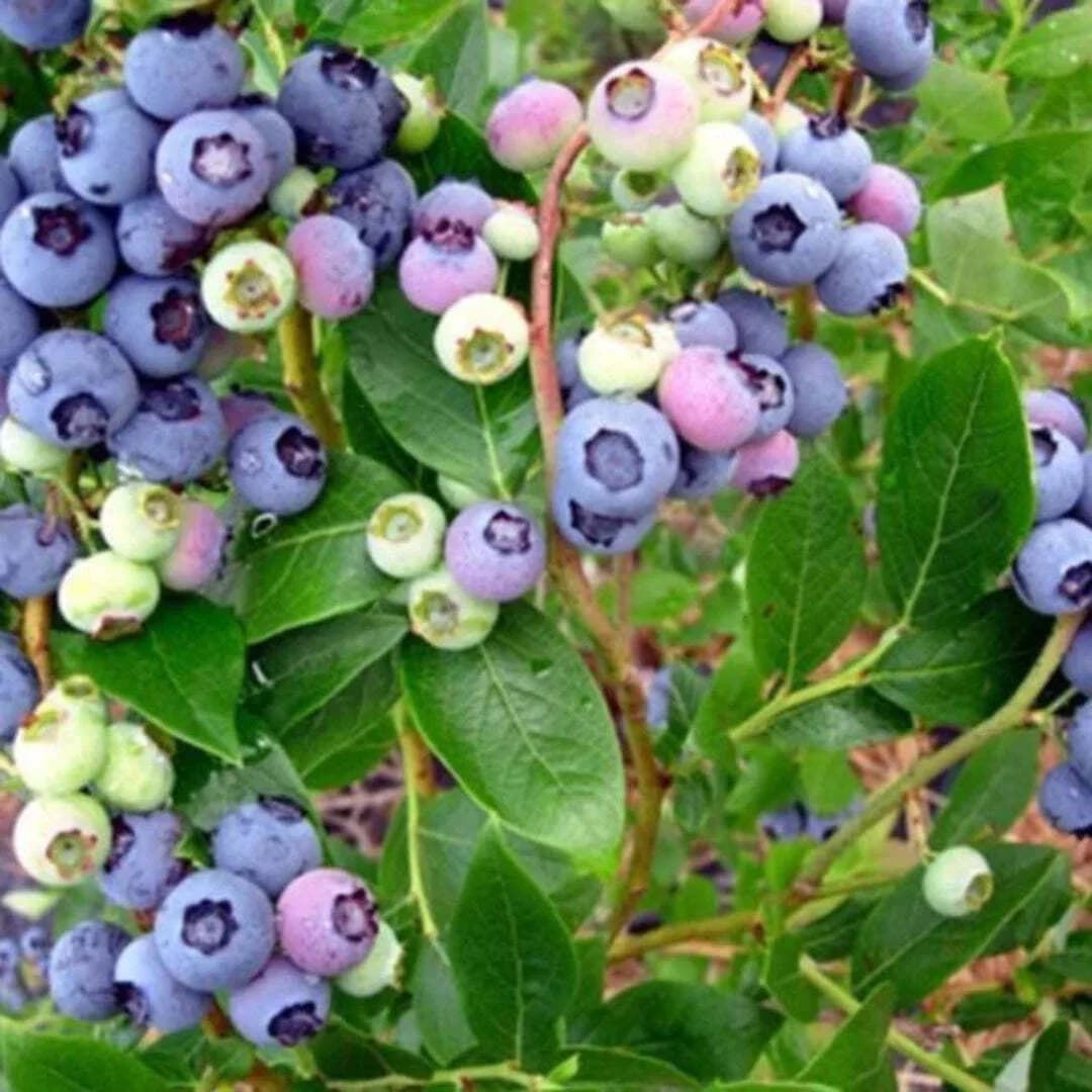 Climax Blueberry Bush Fruit Plant for Home Gardens