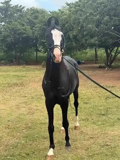 Horse Riding Training in Bangalore