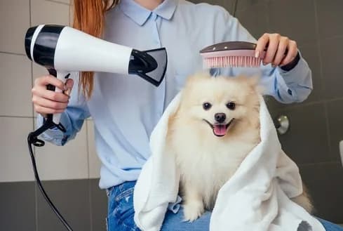 Stress Free Pet Grooming in Secunderabad